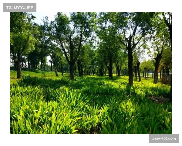 太阳乐透秀天赋惊人虽尚显青涩但未来潜力无限令人期待